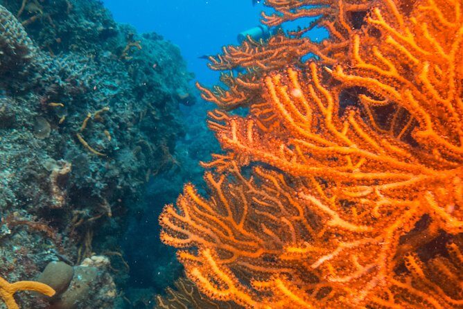 Scuba Diving in Cozumel Island - Why This Reef Route Feels Like Real Cozumel