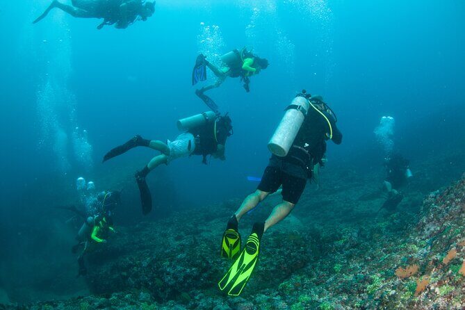 Scuba Diving Puerto Vallarta Undersea Arcos or Marietas - Wildlife on the Boat: Dolphins, Whales, Turtles, and the Winter Factor