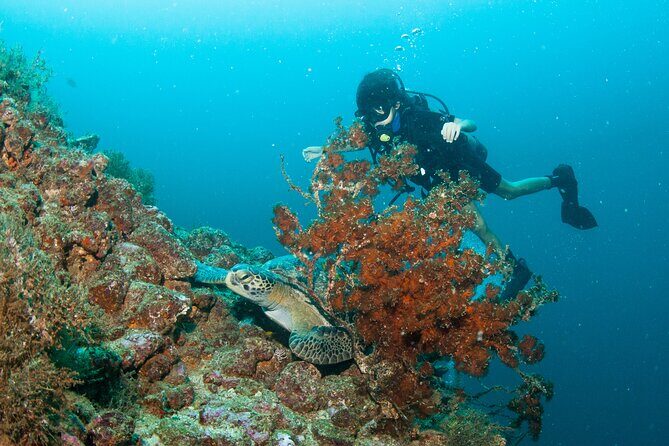 Scuba Diving Puerto Vallarta Undersea Arcos or Marietas - Marietas Islands: Snorkel Time, Wildlife Chances, and the Optional Hidden Beach