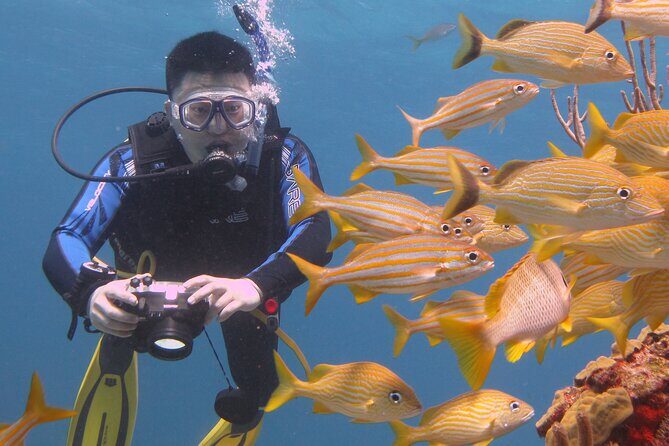 Scuba Diving Under Water Museum and Reef for beginners - Pool practice + theory class: learning the basics without rushing