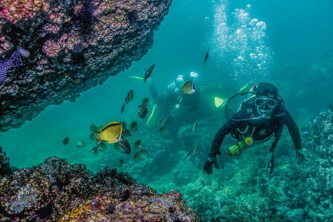 Scuba Diving with a 5-Star PADI Center in Puerto Vallarta - Los Arcos National Marine Park: Devil’s Canyon and El Bajo