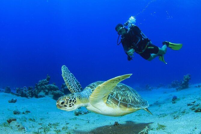 Scuba Referral Dives & Beach Club with Transportation In Riviera Maya - Key things to know before you go
