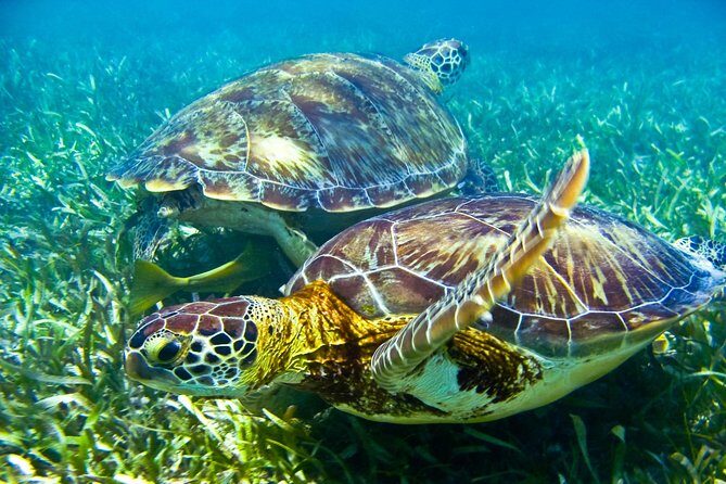 Sea turtle and cenotes half day Snorkeling Tour from Riviera Maya - Sea turtles off Tulum, then cenotes underground