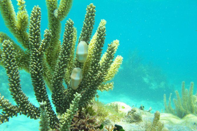 Sea turtle and cenotes half day Snorkeling Tour from Riviera Maya - Group size, guides, and the boat reality check
