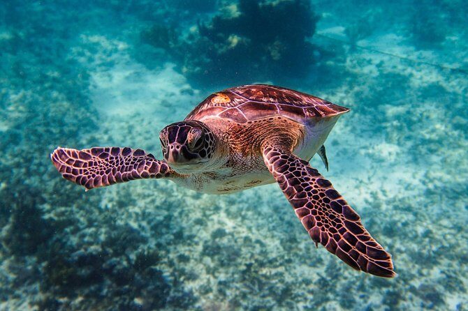 Sea turtle and cenotes half day Snorkeling Tour from Riviera Maya - Price value: $99 plus the two likely add-ons