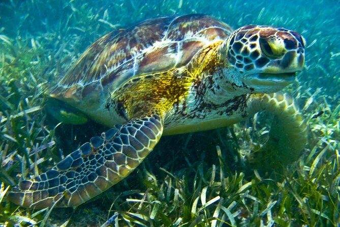 Sea turtle and cenotes half day Snorkeling Tour from Riviera Maya - Who this tour suits best—and who should think twice