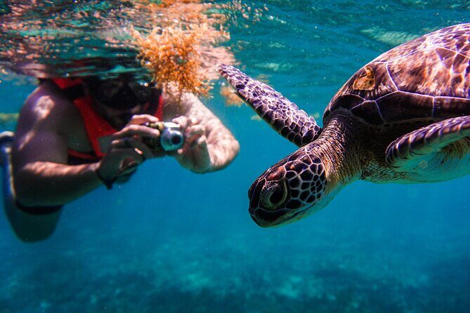 Sea turtle and cenotes half day Snorkeling Tour from Riviera Maya - Chikin Ha cenotes: swimming plus an underground walking section