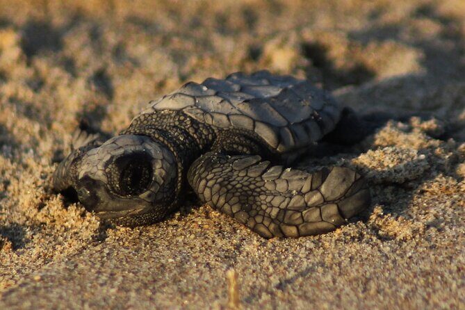 Sea Turtle Release – A Puerto Vallarta Conservation Adventure - Key Points You Should Know Before You Go