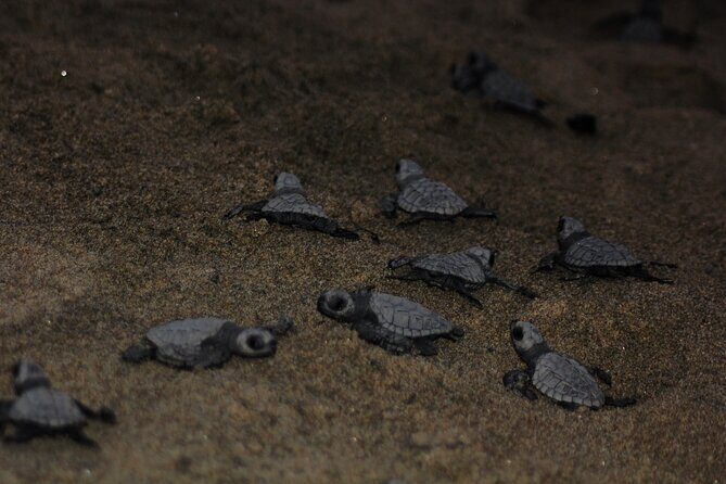 Sea Turtle Release – A Puerto Vallarta Conservation Adventure - The Sunset Turtle Release: Your Hands-On Conservation Moment
