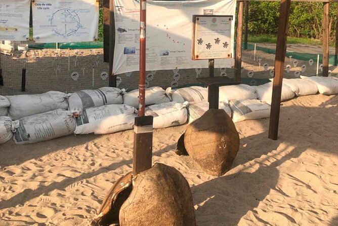 Sea Turtle Release – A Puerto Vallarta Conservation Adventure - What’s Included (And Why That Impacts Value)