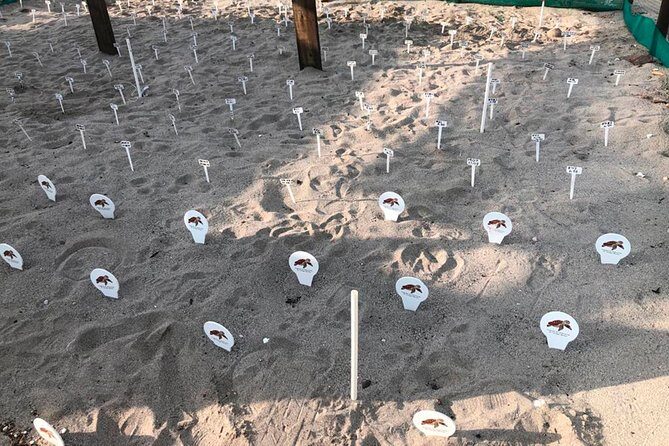Sea Turtle Release – A Puerto Vallarta Conservation Adventure - What You Need to Bring (So Mosquitos Don’t Steal the Show)