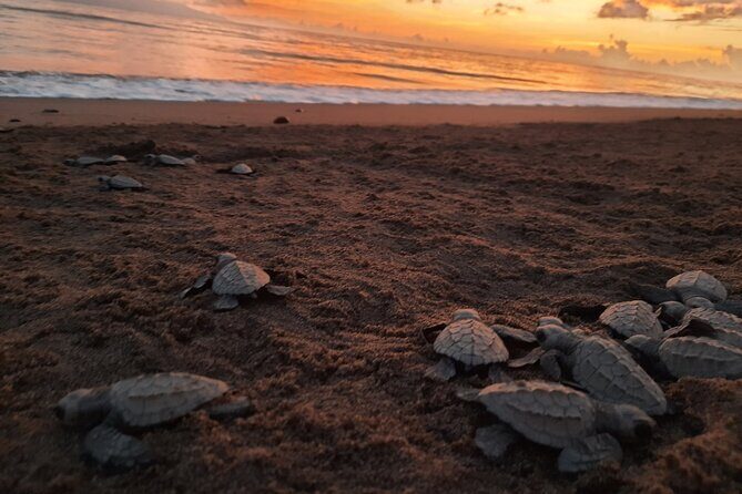 Sea Turtle Release – A Puerto Vallarta Conservation Adventure - The Van Ride and Beach Walk to the Coastal Habitat (Around 5:45 PM)