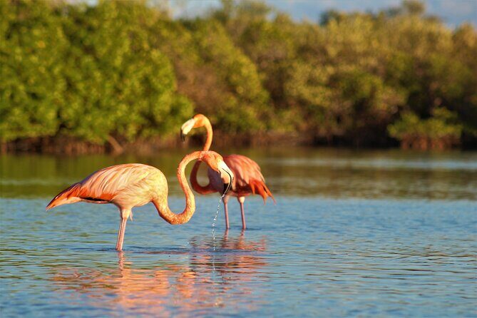 Shared mangroves kayak tour in Holbox - Your 3-hour flow: what you can expect on the water