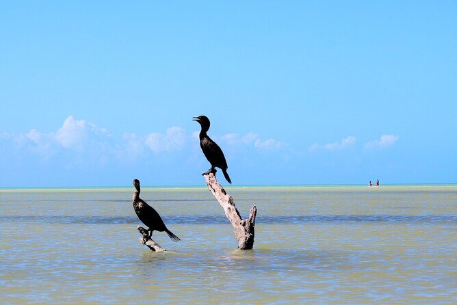 Shared mangroves kayak tour in Holbox - Gear, snacks, and the small included extras that save your day