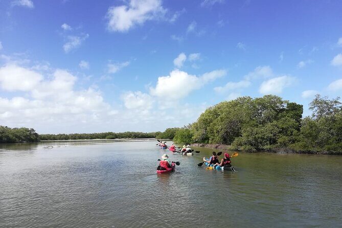 Shared mangroves kayak tour in Holbox - Group size and pacing: shared, but not cramped
