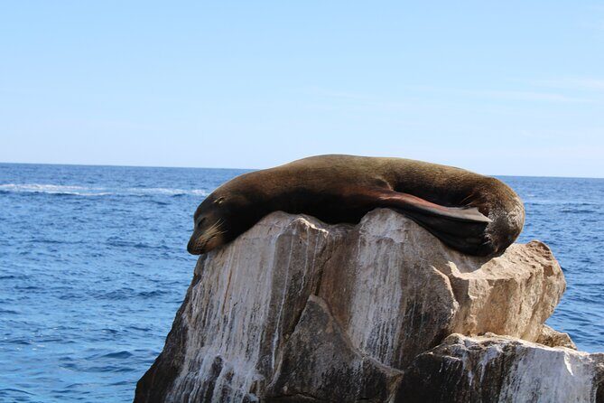 Shared Tour to the Arch of Cabo San Lucas - A Glass-Bottom Boat Ride That Actually Fits Your Day