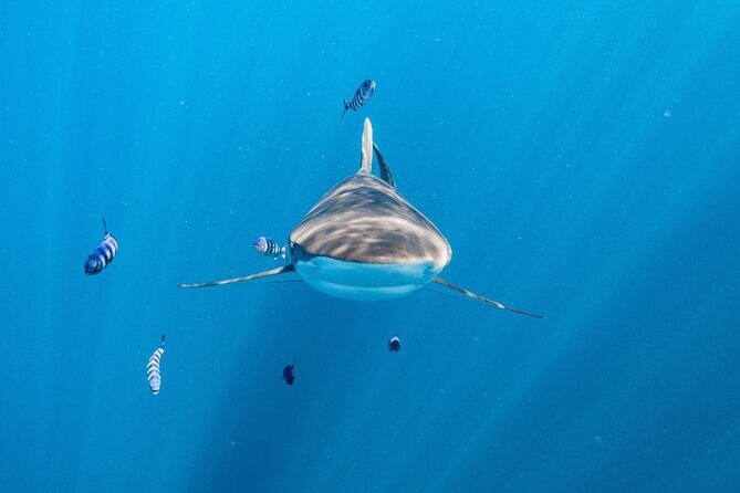 Shark Safari & Snorkel Adventure in Cabo San Lucas - Why Cabo makes this shark day feel special