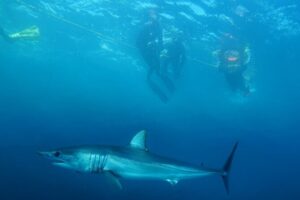 Shark Safari & Snorkel Adventure in Cabo San Lucas - The 5-hour flow: what happens from start to finish