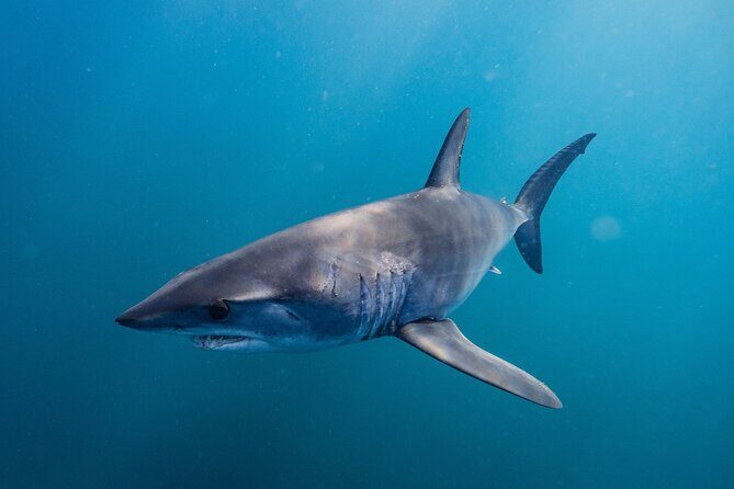 Shark Safari & Snorkel Adventure in Cabo San Lucas - El Arco de Cabo San Lucas: more than a quick photo stop