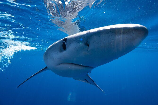 Shark Safari & Snorkel Adventure in Cabo San Lucas - Chum, crew talk, and conservation context