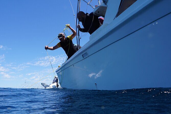 Shark Safari & Snorkel Adventure in Cabo San Lucas - Swim with sharks vs. watch from above