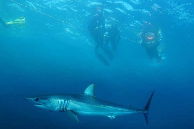 Shark Safari & Snorkel Adventure in Cabo San Lucas - The 5-hour flow: what happens from start to finish