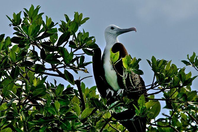 Sian Ka'an Adventure Full Day Trip to Punta Allen - Snorkeling on the Mesoamerican Barrier Reef: Great if Weather Allows