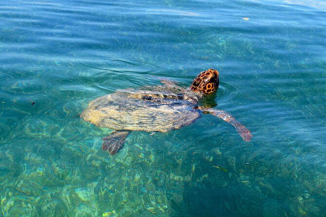 Sian Ka'an Boat Experience from Riviera Maya to Tulum - Punta Allen: Community Life, Mangroves, and a Great Meal