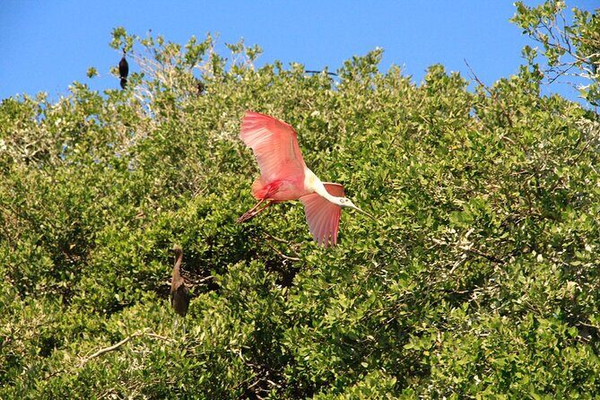 Sian Ka'an Classic - The Paso Lagarto boat ride: your window into mangroves and lagoons