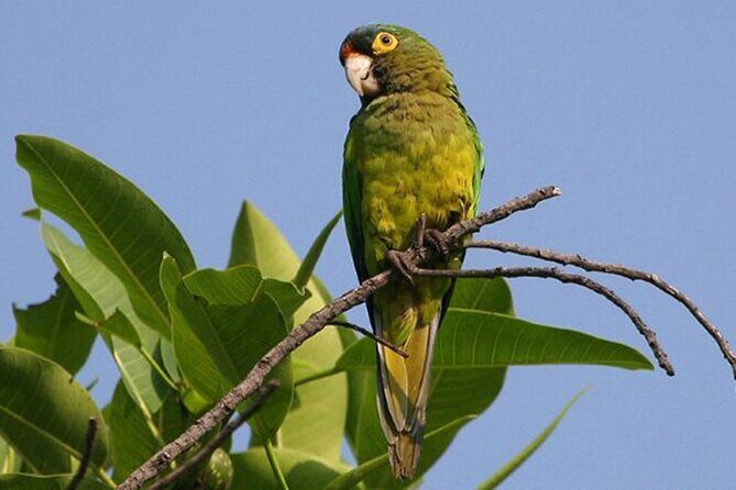 SIerra Madre Highland bird and Tuito - Start at Ecotours Vallarta in Marina Vallarta, then head out early