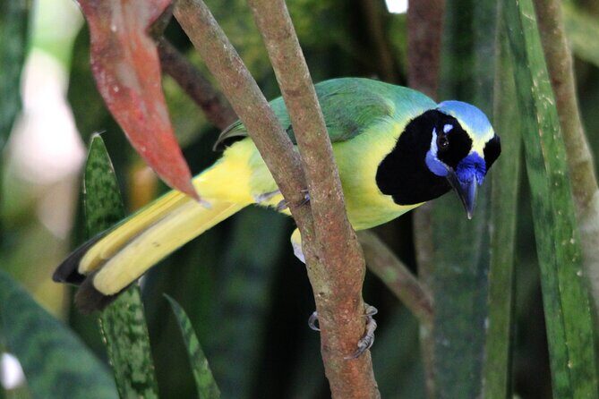 SIerra Madre Highland bird and Tuito - Sierra Madre highlands birding: what you’re really paying for