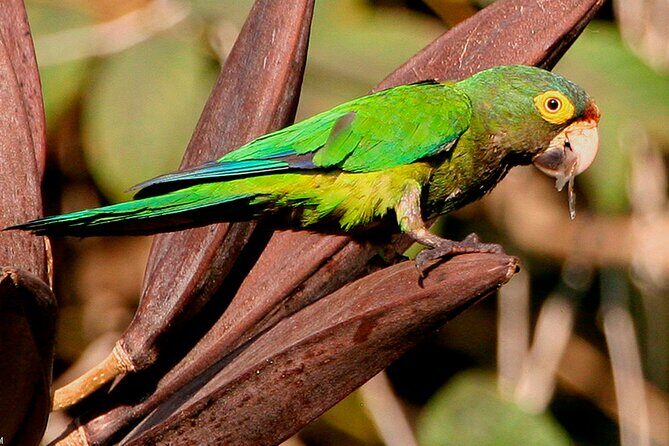 SIerra Madre Highland bird and Tuito - El Tuito: cobblestones, snacks, and running the bird list together