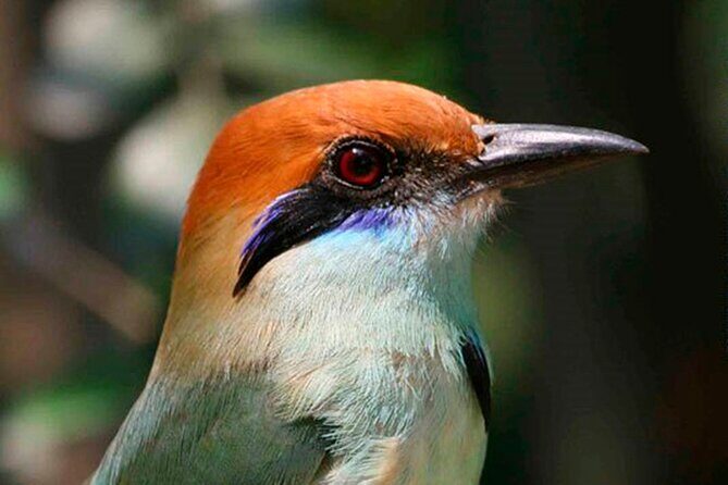 SIerra Madre Highland bird and Tuito - VIP comfort details: breakfast, optics, and that bumpy van