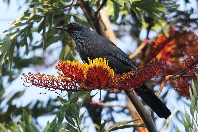 SIerra Madre Highland bird and Tuito - Conservation math: donations and why they’re part of the experience