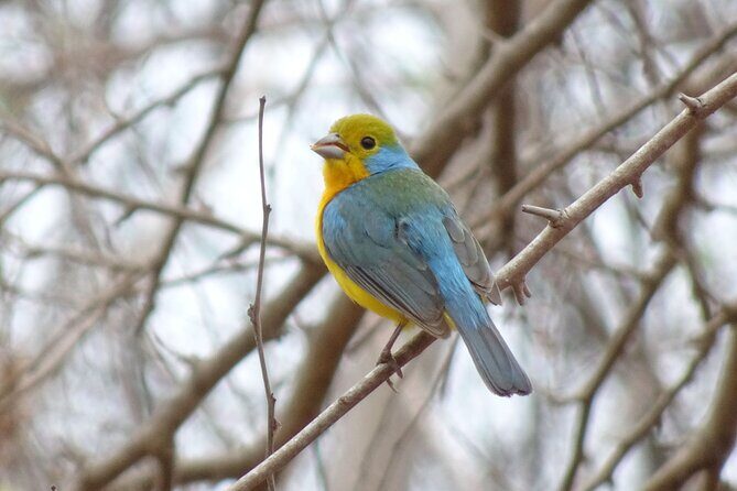 SIerra Madre Highland bird and Tuito - Los Arcos and the “fast ID” birding route