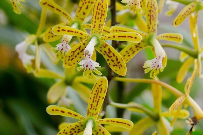 Skip the Line: Vallarta Botanical Garden Admission Ticket - Key things to know before you go