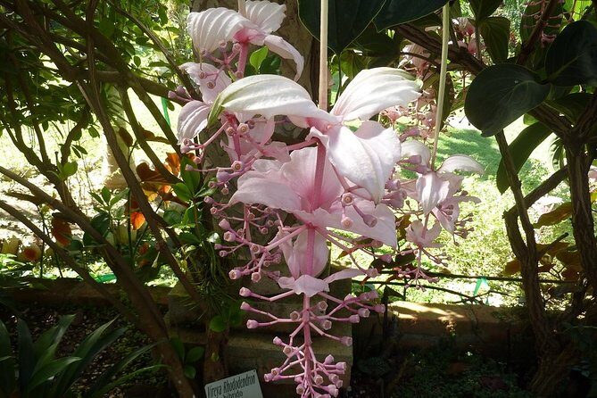 Skip the Line: Vallarta Botanical Garden Admission Ticket - Entering the Vallarta Botanical Garden: what to expect