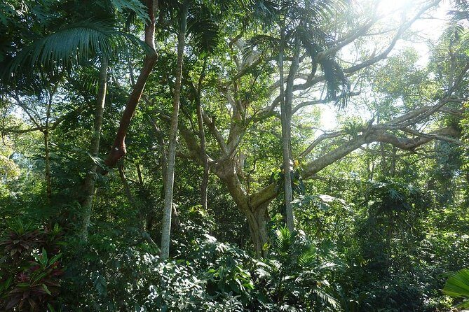 Skip the Line: Vallarta Botanical Garden Admission Ticket - Los Horcones: plan the river swim like a pro