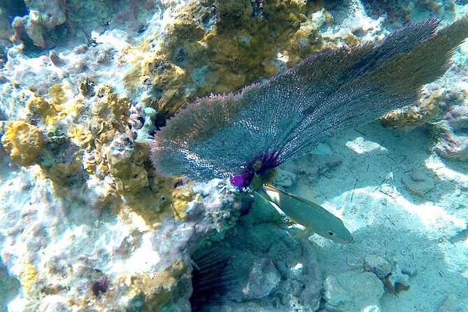SkyReef Cozumel Snorkel & Tequila Tasting - Massage options: included reset and the upgrade choice