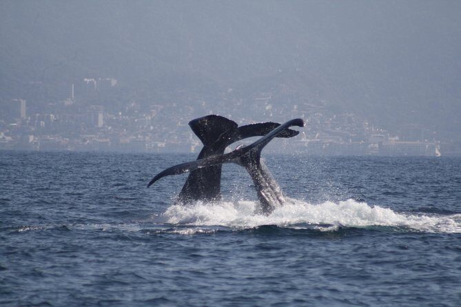 Small-Group Half-Day Whale-Watching Tour in Puerto Vallarta - A small boat on a big whale route in Bahia de Banderas