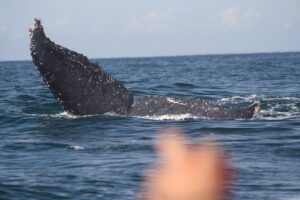 Small-Group Half-Day Whale-Watching Tour in Puerto Vallarta - The first stretch: leaving the marina and starting whale searches