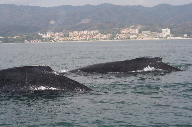 Small-Group Half-Day Whale-Watching Tour in Puerto Vallarta - Spotting humpbacks with a marine-biologist guide: what you’ll learn