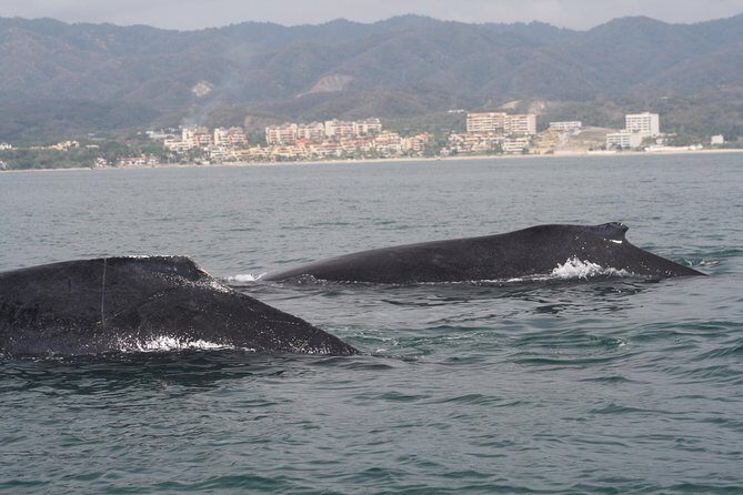 Small-Group Half-Day Whale-Watching Tour in Puerto Vallarta - What you’re likely to see: humpback pods, calves, and more