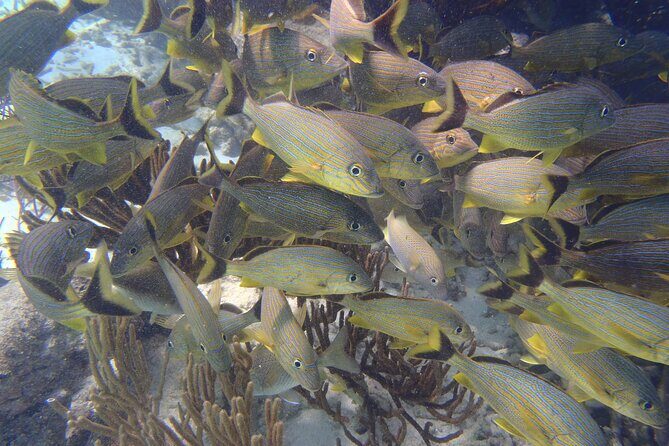 Small-Group Mesoamerican Barrier Reef Snorkeling in Puerto Morelos - Price and Value: Why $45 Can Make Sense Here