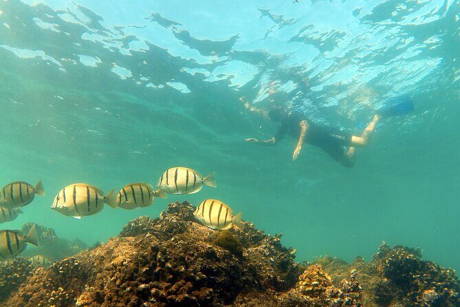 Small-Group Snorkel Adventure in San Jose del Cabo - What you get included: gear, snacks, water, and free photos