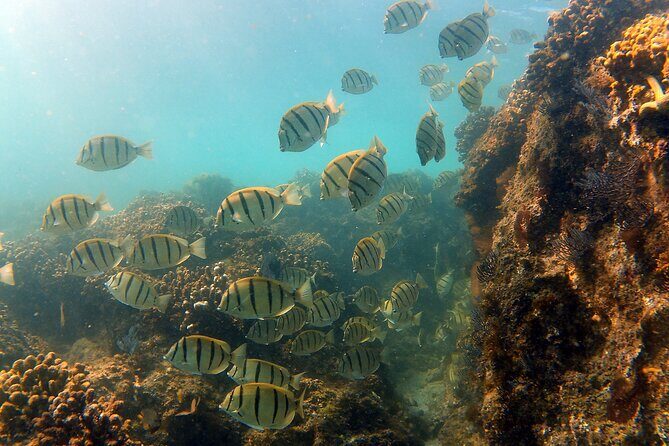 Small-Group Snorkel Adventure in San Jose del Cabo - How good value looks at $99 per person