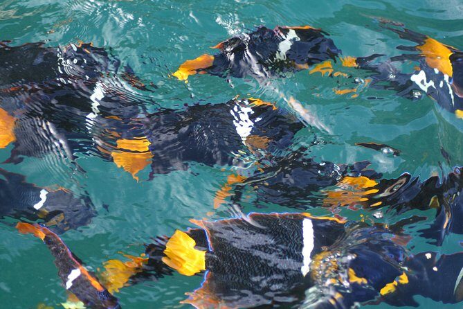 Small Group Snorkeling in Los Arcos, Puerto Vallarta - Why Los Arcos works best on a small boat