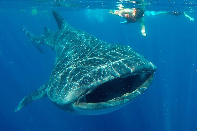 Small Group Whale Shark Encounter - 10 years in business - Key highlights worth waking up for