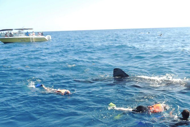 Small Group Whale Shark Encounter - 10 years in business - The small-group setup: what max 10 really means for you