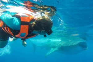 Small Group Whale Shark Encounter - 10 years in business - Morning logistics that can make or break the day